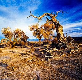 提升体验 《巫师3：狂猎》长阴影与事件任务MOD发布